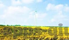 14世界杯平均身高-14世界杯球员平均身高的观察与解析